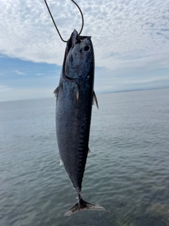 ソウダガツオの釣果