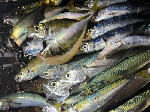 アジの釣果