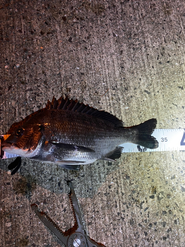 チヌの釣果