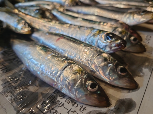 イワシの釣果