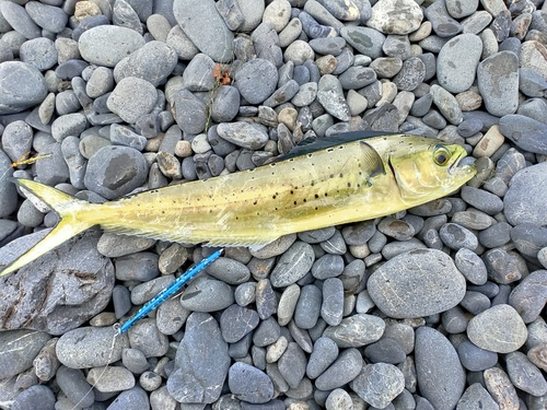 シイラの釣果