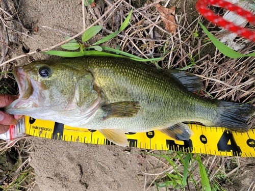 ラージマウスバスの釣果