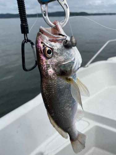 イシモチの釣果