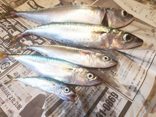 サバの釣果