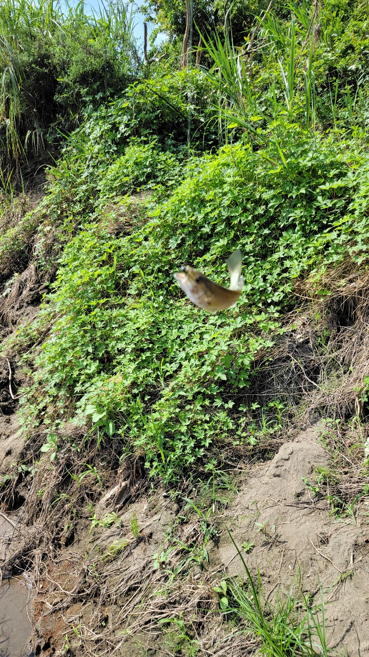 スモールマウスバス