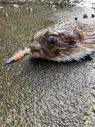 ハリセンボンの釣果