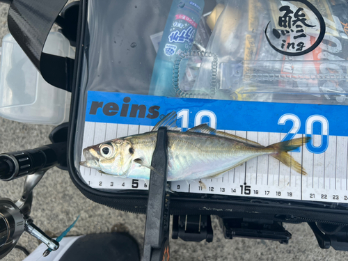 マアジの釣果