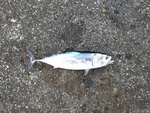 釣果