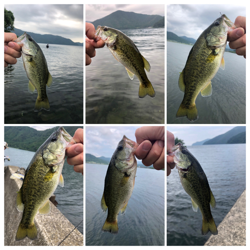 ブラックバスの釣果