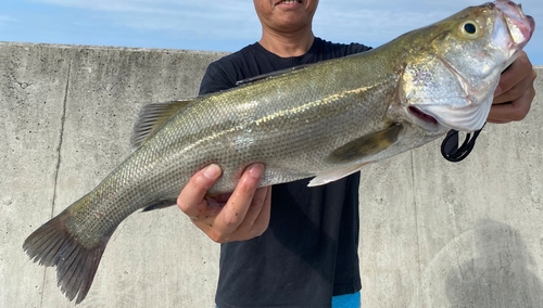 スズキの釣果