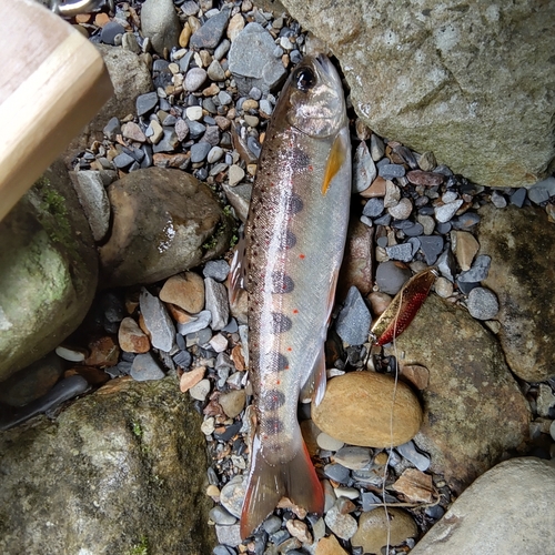 アマゴの釣果