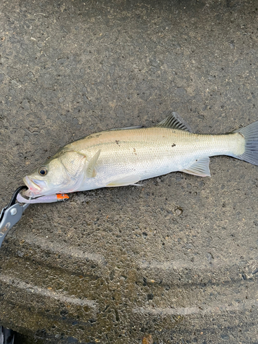 スズキの釣果