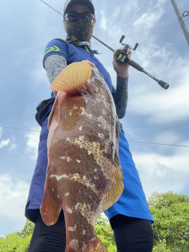 キジハタの釣果