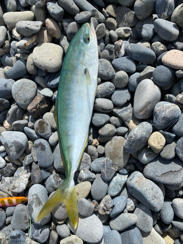 ワカシの釣果