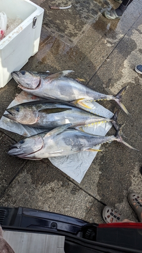 キハダマグロの釣果