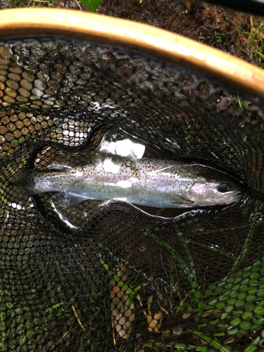 ニジマスの釣果