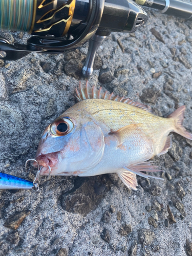 タイの釣果