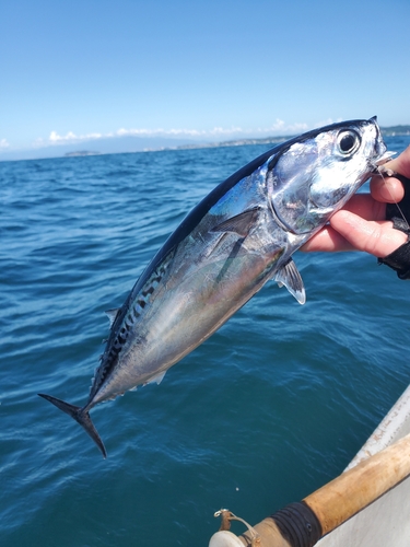 ヒラソウダの釣果