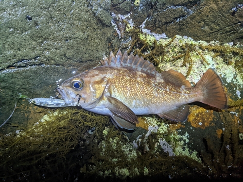 エゾメバルの釣果