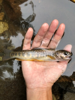 イワナの釣果