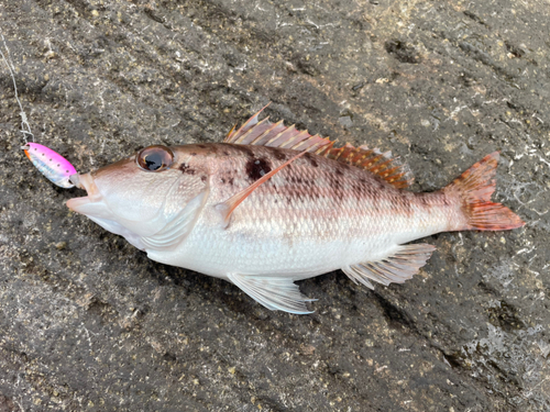 フエフキダイの釣果