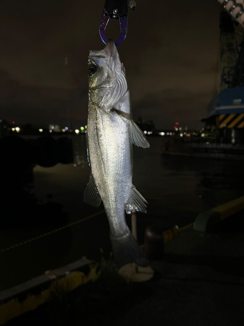 セイゴ（タイリクスズキ）