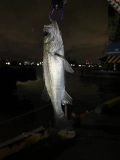 セイゴ（タイリクスズキ）の釣果