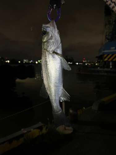 セイゴ（タイリクスズキ）の釣果