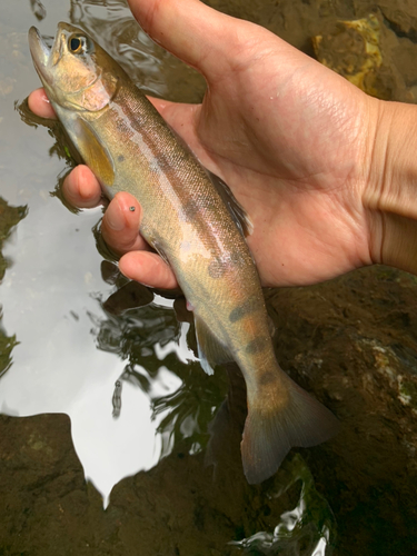 ヤマメの釣果