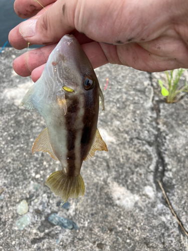 カワハギの釣果