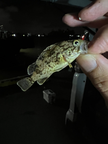 タケノコメバルの釣果