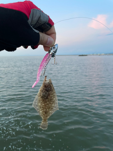 ヒラメの釣果