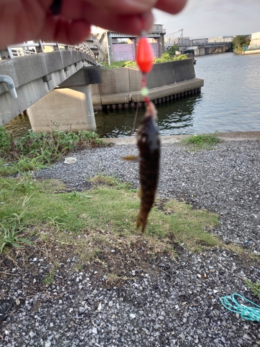 ハゼの釣果