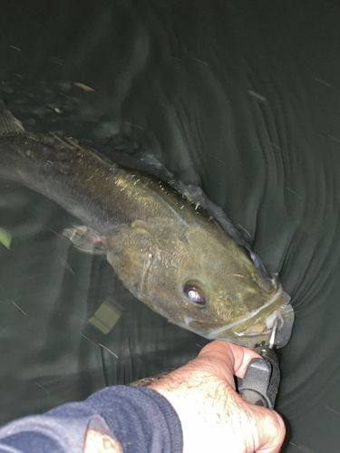 スズキの釣果