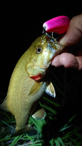 スモールマウスバスの釣果