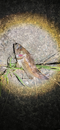 クロソイの釣果