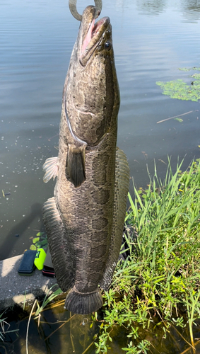 ライギョの釣果