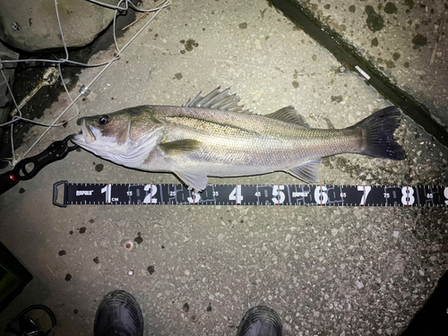 シーバスの釣果