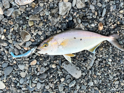 ショゴの釣果