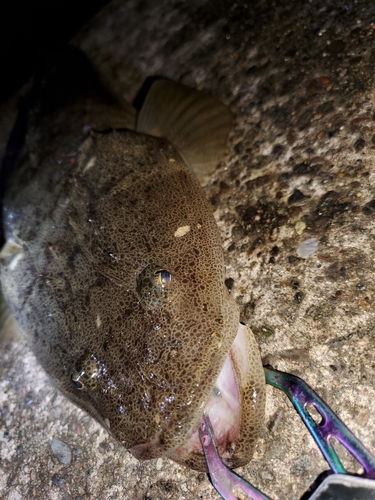 コチの釣果