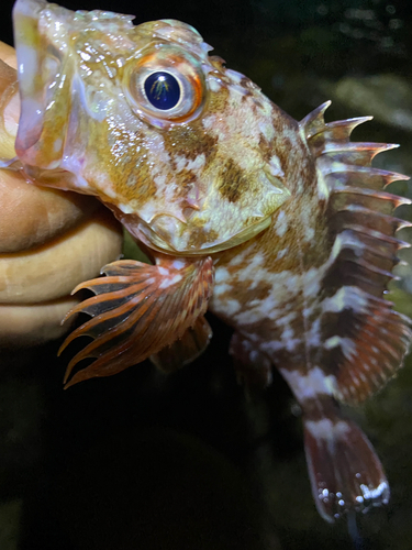 カサゴの釣果