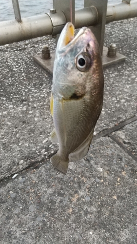 イシモチの釣果