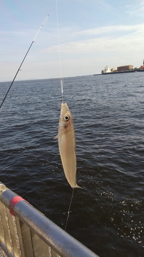 シロギスの釣果