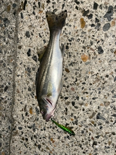 セイゴ（マルスズキ）の釣果