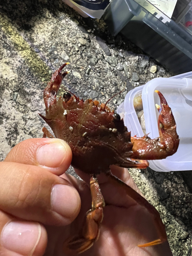 カニの釣果