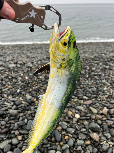 シイラの釣果