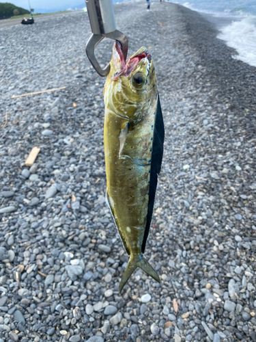 シイラの釣果