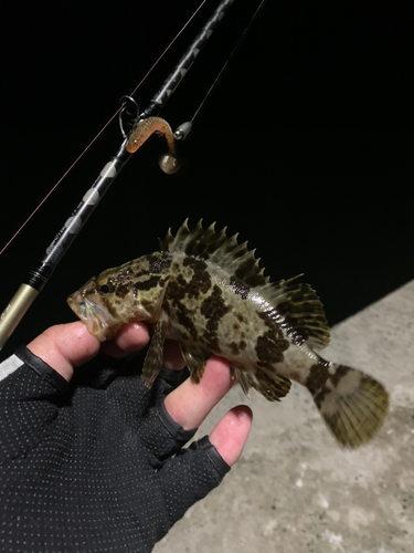 タケノコメバルの釣果