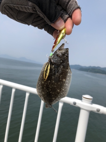 ヒラメの釣果