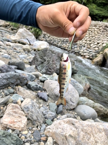 ヤマメの釣果